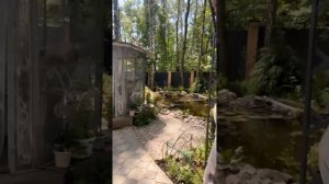 Спасайте меня пожалуйста!Макеева, Мальков #мальков #backstage #розы #тля #дача #дачныесоветы