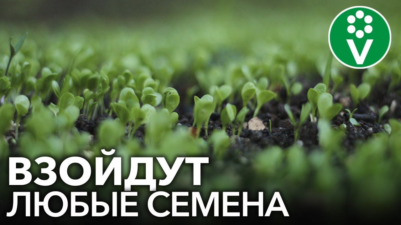 ФАНТАСТИЧЕСКАЯ ВСХОЖЕСТЬ ЛЮБЫХ СЕМЯН при использовании витаминного коктейля от Ивана Русских