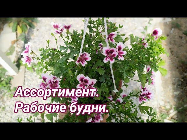 Обзор ассортимента. Итоги работы био инсектицидами. Рабочие будни. смотреть онлайн