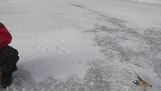 Ice Fishing For Smelts - Jigging Tips For Catching Smelts