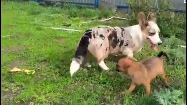 Пти брабансон перспевный мальчик из питомника Хрустальная мечта. РКФ. +79261148915 смотреть онлайн