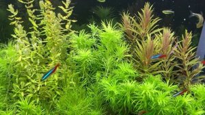 Синтепон, лучший наполнитель для аквариумных фильтров. Как избавиться от улиток.