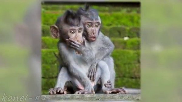 Трофим. Дядя Вова, где посадки