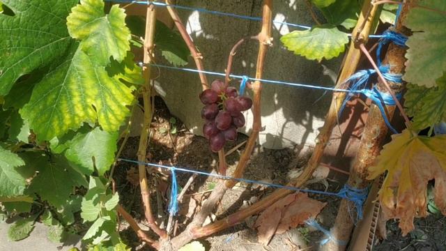 Виноград Клубнічний ! смотреть онлайн