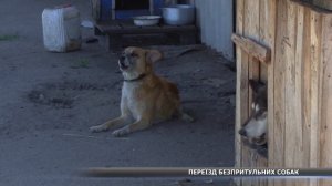 Куди виселять собак із притулку у Сумах?
