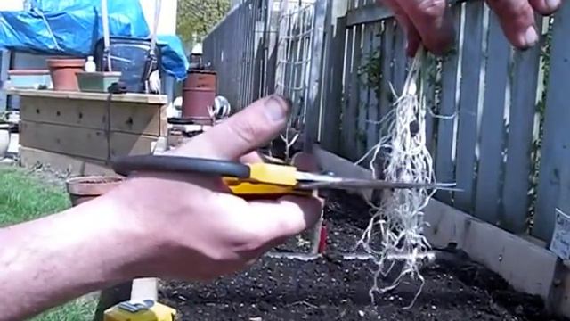 Planting and Growing Leeks Is Easy смотреть онлайн