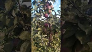 яблоня " Алеся" позднезимний сорт белорусской селекции с белорусским характером!