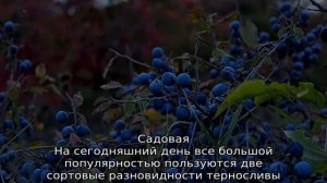 Тернослива