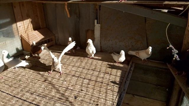 г. Покров у Артамонова Ю А пермские голуби 29.06.2022 г. смотреть онлайн