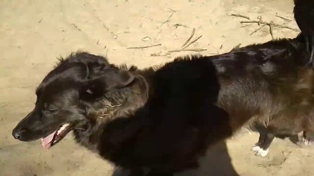 Очередной протез для питомца смотреть онлайн