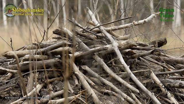 A hut of beavers on the lake. Slobozhanskiy NP. Green Video. Encyclopedia of Wildlife Project смотреть онлайн