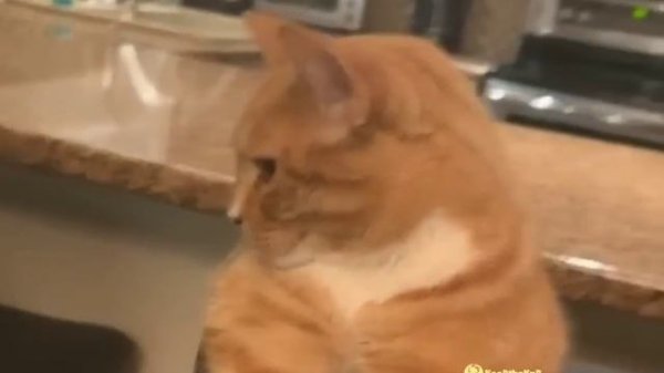 Cat Mewing (Lookmaxxing)