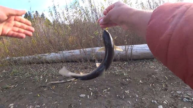 Голец, печенье с вареньем и пурга! смотреть онлайн