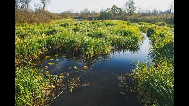 Краткое содержание Кладовая солнца. Пришвин М. М. Пересказ рассказа за 5 минут смотреть онлайн