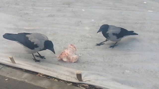 Вороны. Один ест, остальные ждут \ Hooded crows. When one eats the rest wait their turn смотреть онлайн