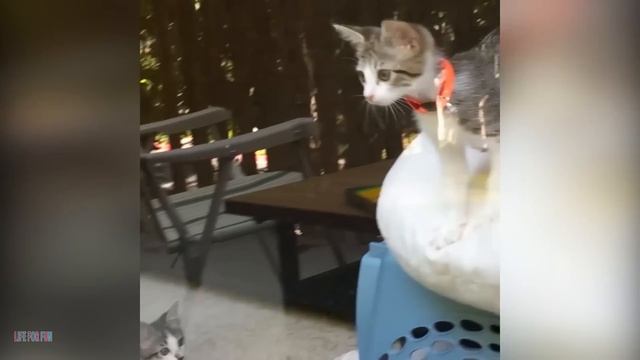 013. Funniest Cat Videos Will Make You Laugh #183 - Funny Animal Videos.mp4 смотреть онлайн