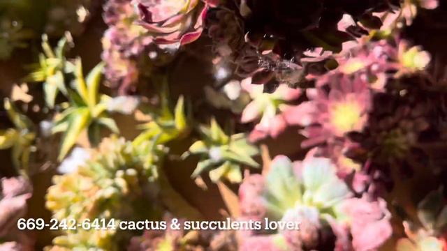 Cactus & succulents unbox: walnut Astro, gymnocalcium, boobies, Medusa, monglow var, black prince.. смотреть онлайн