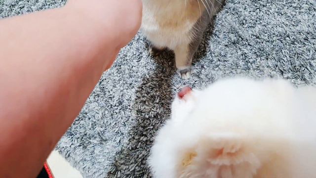 Данил вновь в больницу.Бабулита кормилица. смотреть онлайн