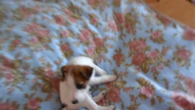 Милый щенок играет смотреть онлайн