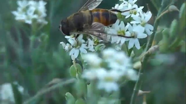 НЕОБЫКНОВЕННАЯ МУХА смотреть онлайн
