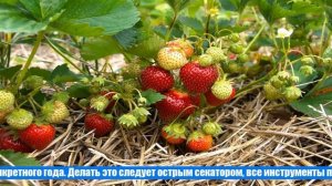 Что делать с клубникой в апреле, чтобы получить хороший урожай