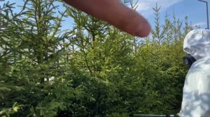 Обработка от короеда - 1 часть. Спасём хвойный лес от короеда. Лайфхаки