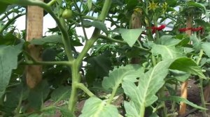 ТОМАТ НАСТЕНЬКА - МОЙ ОТЗЫВ О НЕМ. Ольга Чернова.