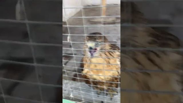 Lochin bolasi ! Птица Сапсан. The falcon ?? смотреть онлайн