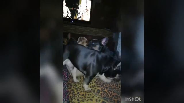 🐕ВЯЗКА🔥Blue Tan👍Choco Tan💥 THE BEST French Bulldogs Video # 2020 #