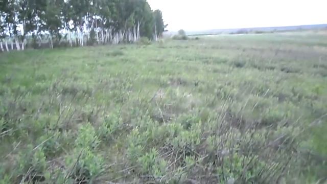 Коп металла в березовой посадке смотреть онлайн