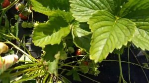 ДАРСЕЛЕКТ-клубника с насыщенным вкусом и крупной ягодой.