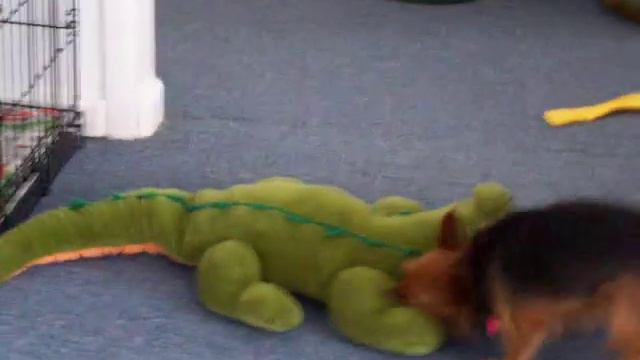 GABBY DOES GATOR смотреть онлайн