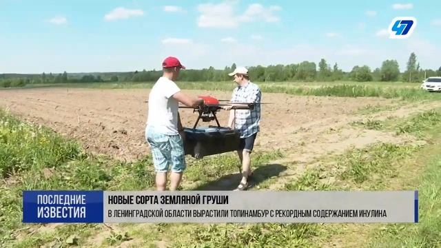 Новые сорта топинамбура Пасько и Солнечный с рекордным количеством инулина смотреть онлайн