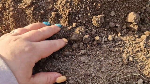 Как сажать семена(чернушку) в открытый грунт ялтинского лука.Эксперимент. смотреть онлайн