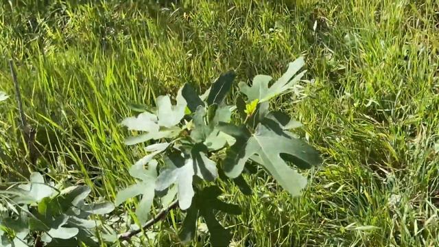 3/25/24 - Artichoke, Peaches, Roses, Fig Tree, Century Plant, Tomatoes, Mexican Buckeye In One Yard смотреть онлайн
