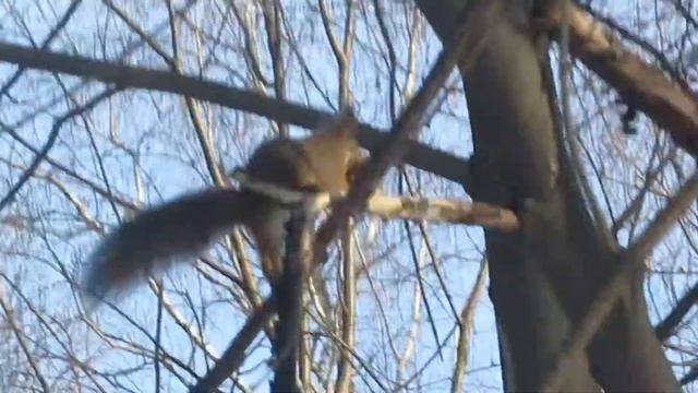 Белка строит гнездо в скворечнике, утепляется. смотреть онлайн