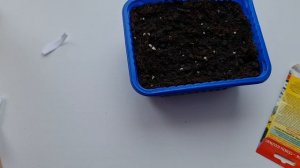 ПРОЩЕ ПРОСТОГО! Выращиваем МНОГОЛЕТНЮЮ ХРИЗАНТЕМУ из СЕМЯН