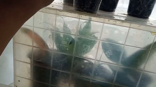 Мои теплички и окно на кухне. смотреть онлайн