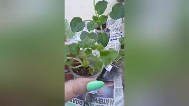 ГДЕ КУПИТЬ ФИАЛКИ С КЛЕЩАМИ? смотреть онлайн