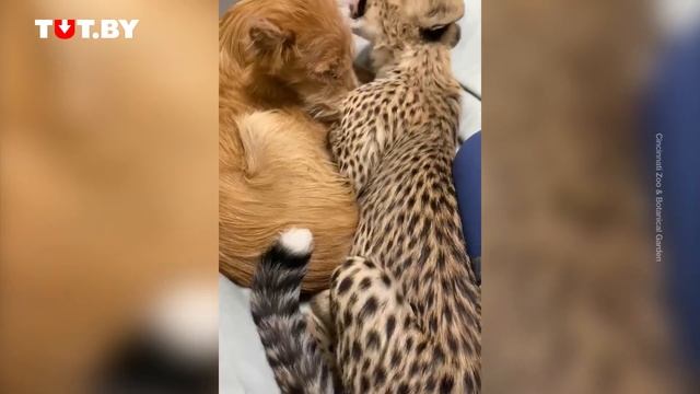 Маленький гепард вылизывает собаку смотреть онлайн