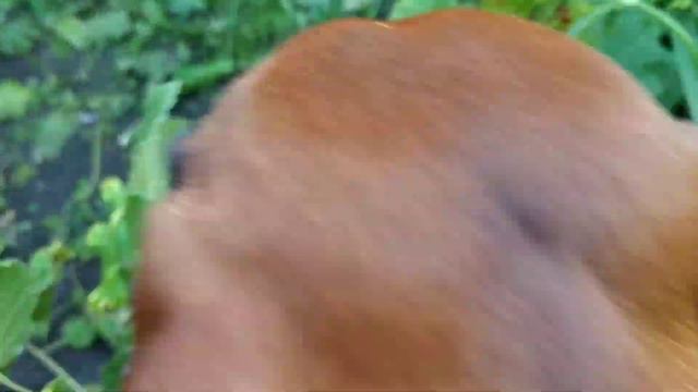 Такса Майло ест смородину!😂🤣😅 смотреть онлайн