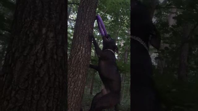 Чёрный питбуль ( Кубинский) смотреть онлайн