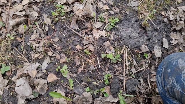 Нашли небольшой след, поездка 04.05.2021. Леший, снежный человек, йети, бигфут, сасквоч смотреть онлайн