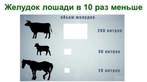 Гранулированный конский навоз (видеоинструкция)