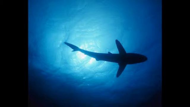 В мире животных часть #5