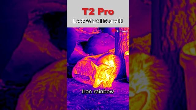 Unleash the Power of Night Vision with InfiRay T2 Pro - The Compact and Versatile Thermal Monocular смотреть онлайн