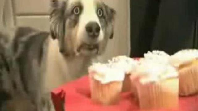 Dramatic 2 собачка смотреть онлайн