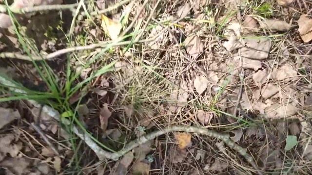 Поляна лисичек, отдых с пользой смотреть онлайн