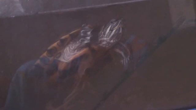 Моё домашнее животное черепаха порода красна ухая имя коромелька смотреть онлайн