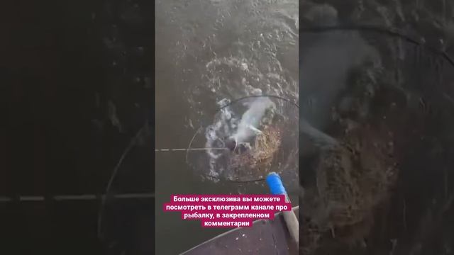 Рыбалка на изюм сюрприз нежданный #рыбалка #щука смотреть онлайн